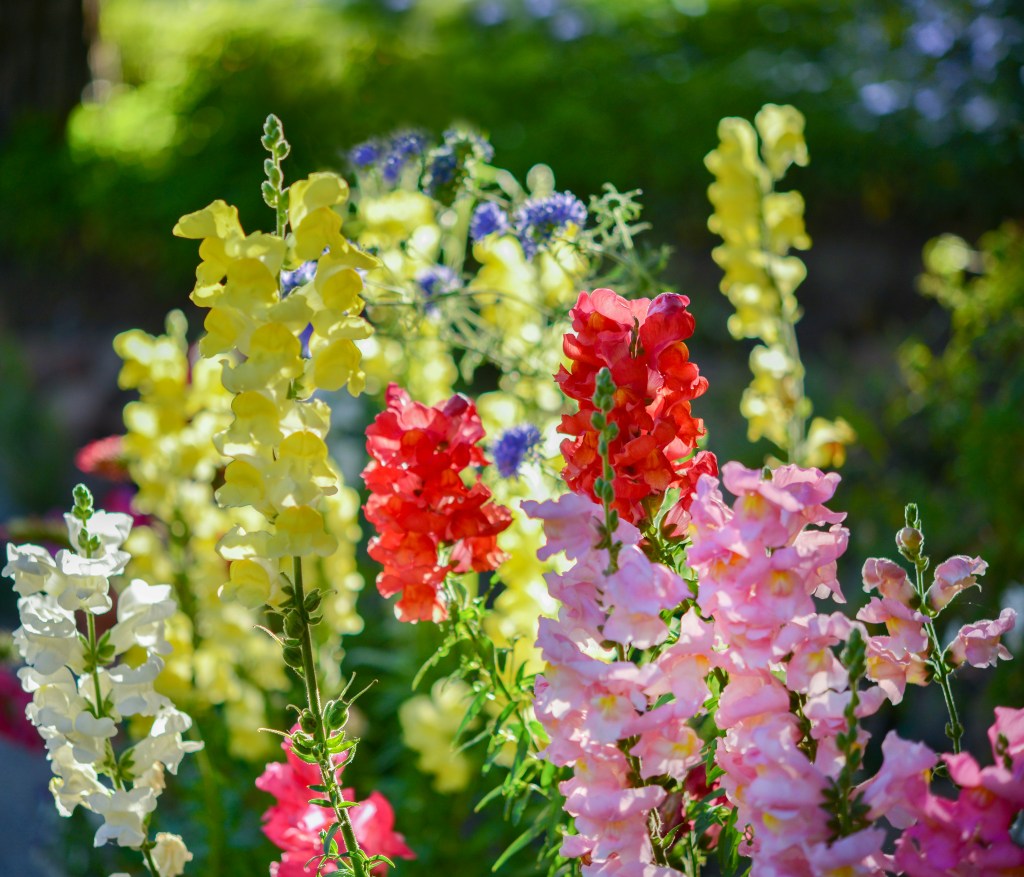 cristina-anne-costello-R_F0Bij_UmI-unsplash cristina-anne-costello-R_F0Bij_UmI-unsplash