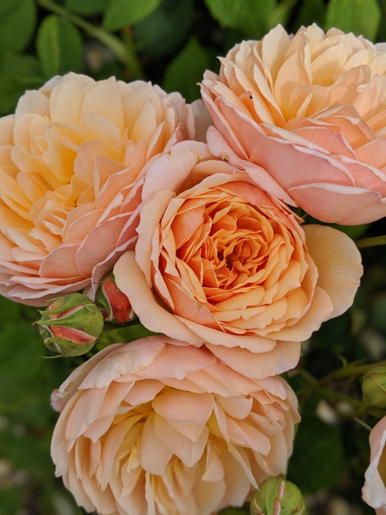 rosas flores buquê primavera