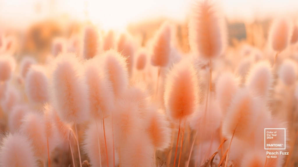 pantone-coy2024-wallpaper-download-fieldofdreams-2560×1440 Cor Pantone 2024- Peach Fuzz