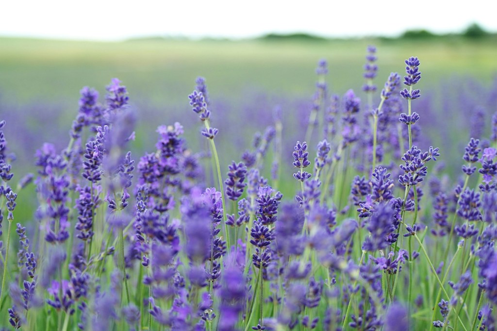 Como cultivar Lavanda