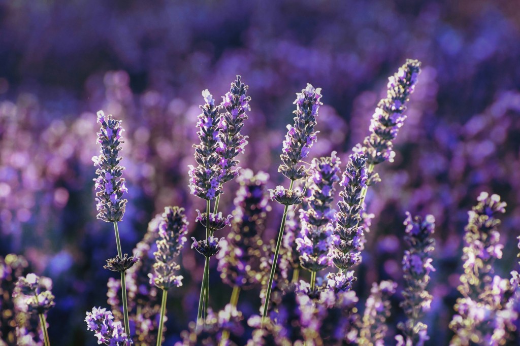 baraa-jalahej-qfZGhapxoa4-unsplash Qual a rega ideal para lavanda
