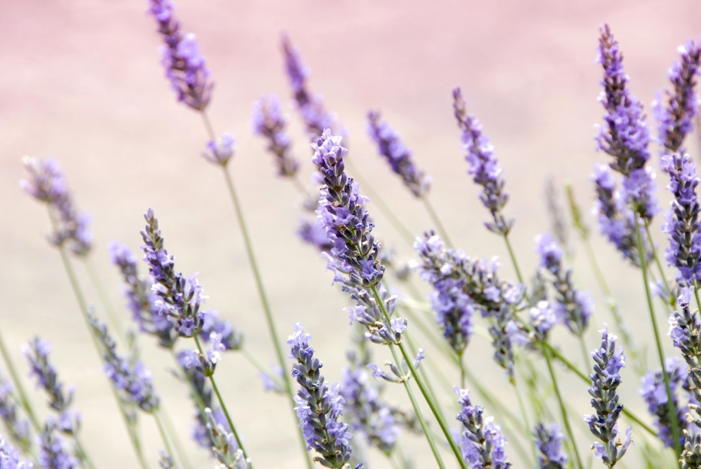 Como cuidar de lavanda