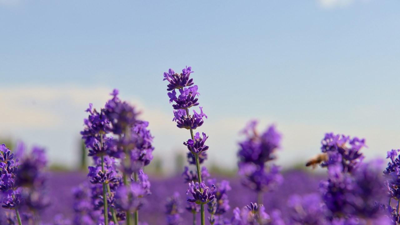 Lavanda