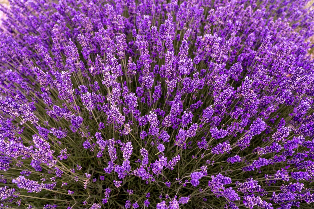 Como cultivar lavanda em casa