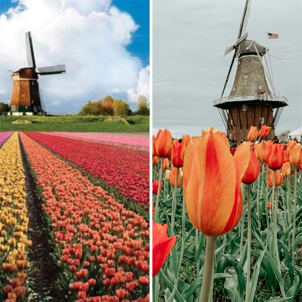 Holambra Holanda Holambra, no interior de São Paulo, à esquerda, e Holanda, país da Europa