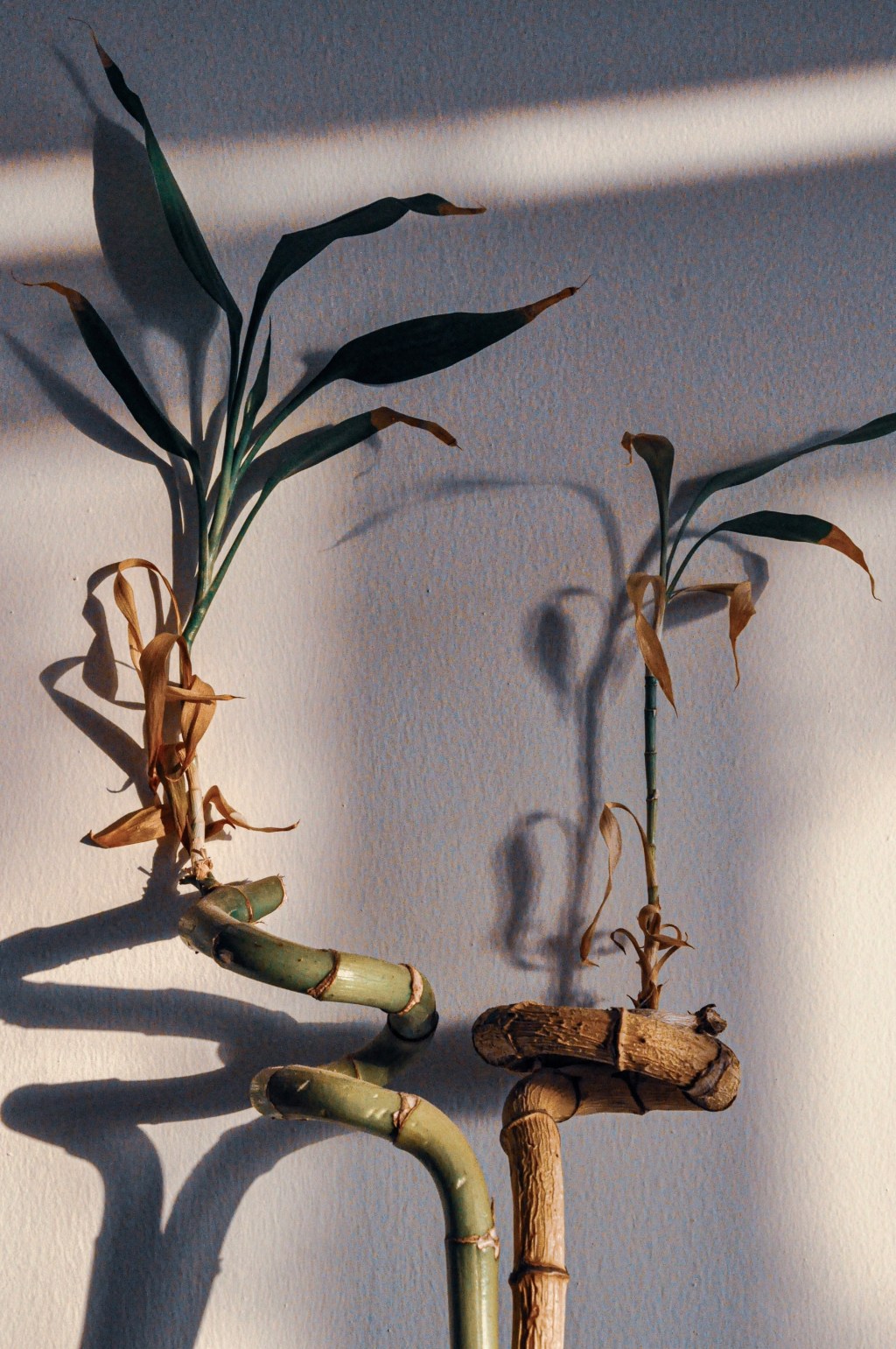 aylin-cobanoglu-0OpUgmTH_M0-unsplash Bambu da Sorte