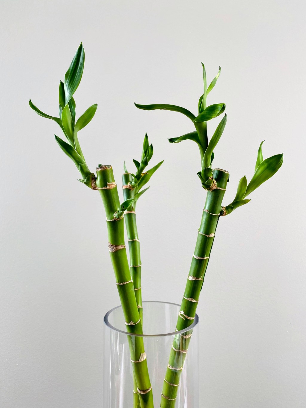 jean-da-silva-Dd9qjIpqtzg-unsplash Bambu da Sorte