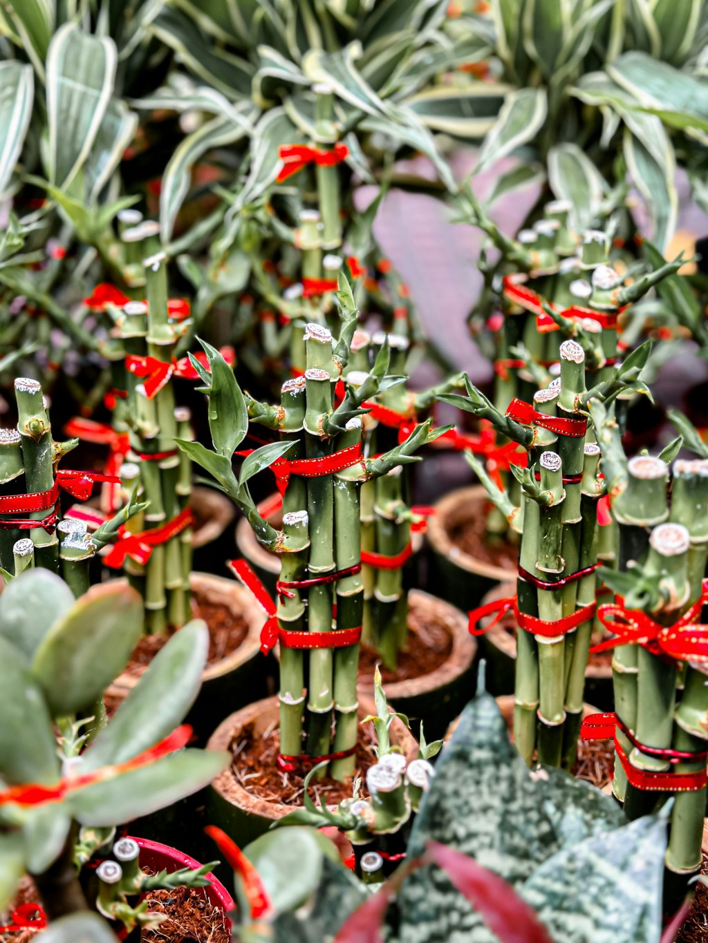 sj-JCw_QaEY1U0-unsplash Bambu da sorte