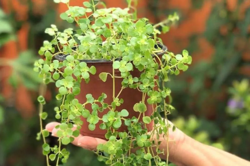 dinheiro-em-penca como cuidar da planta dinheiro em penca