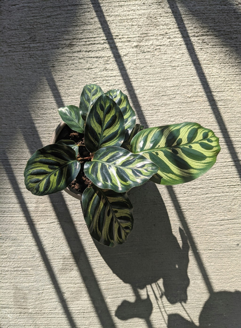 maranta-pavao Maranta pavão