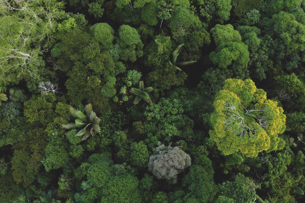 The,Diverse,Amazon,Forest,Seen,From,Above,,A,Tropical,Forest CASACOR SP 24: entenda como funciona a compensação de carbono na mostra